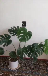 چهار نوع گل قشنگ