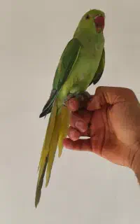 طوطی ملنگو نر
