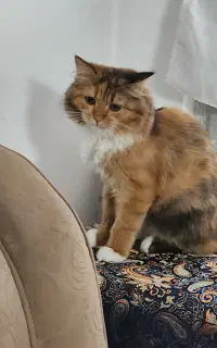 گربه ساکت و مهربون واگذاری