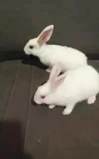 خرگوش
