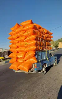 کاه گندم تحویل