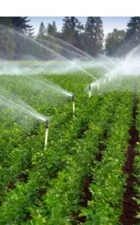 شراکت در زمین کشاورزی