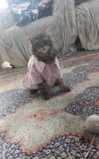 گربه گمشده