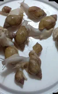 حلزون زنده تخم گذار سالم