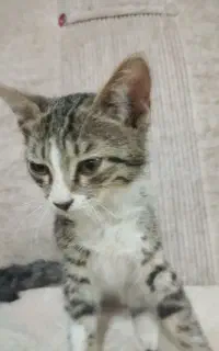 گربه