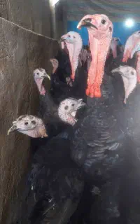 کار در پرورش بوقلمون