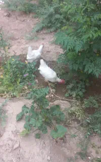 خروس سرحال