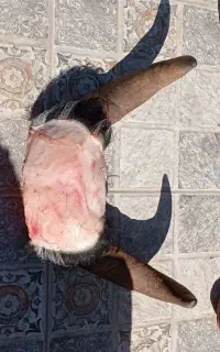 قصاب سلاخ سیار