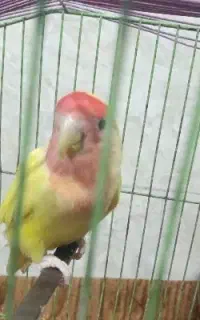طوطی