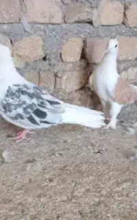 پشت زرد وپشت هفت رنگ کارداده