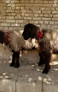 فروش ۲راس میش