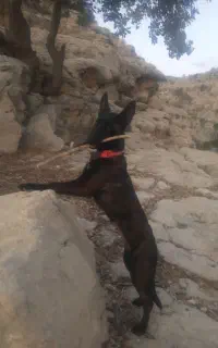 سگ مالینیوز تایگر ماده ۱۴ ماهه