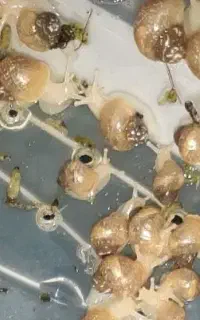 فروش حلزون