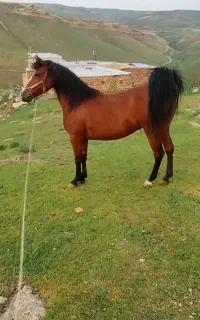 فروشی