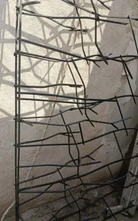 شاخه گوزنی