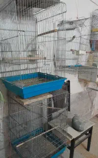 قفس کاسکویی