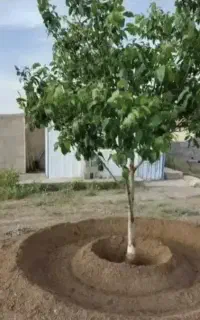 خدمات تیلر و شخم باغ