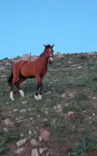 اسب