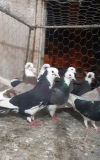 کبو تر گوره