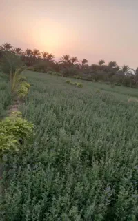 بذرعلف