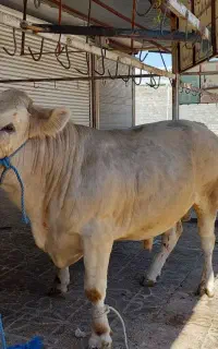 کارگر گاوداری