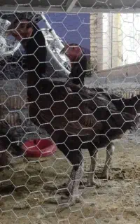 جوجه لاری ومرغ تخم گذار