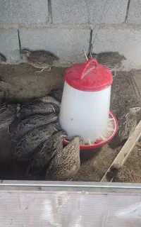 بلدرچین