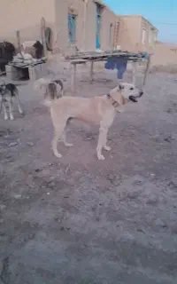 سگ سرابی
