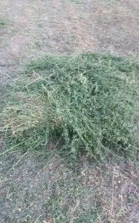 فروش یونجه