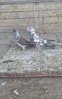 کبوتر