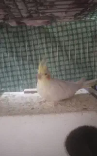 عروس هلندی ماده