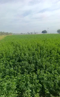 پرس درجه یک خشک