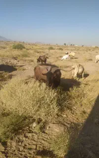 گوسفند نری