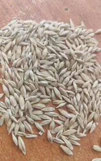 جو درجه یک در سنقر