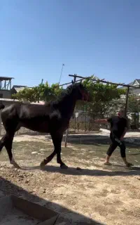 اسب تروبرد