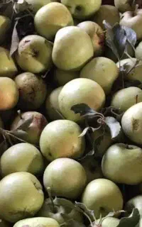 سیب پادرختی