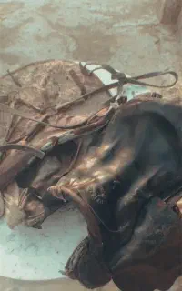 زین اسب