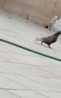 کفتر