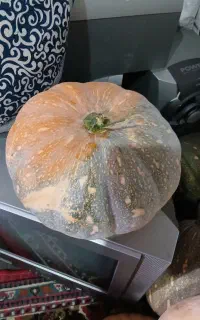 کدوبهاره شیرین خوشمزه