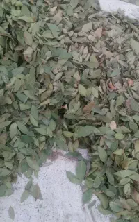 برگ بو درجه یک