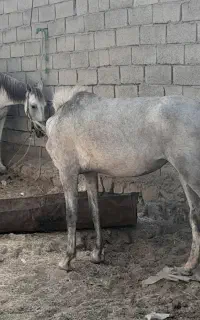 اسب