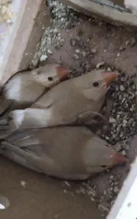 جفت فنچ  نرگسی شکلاتی با ۳ جوجه