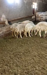 بره نر پایه پروار