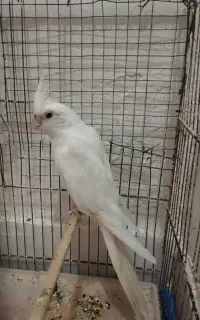 عروس سخنگو