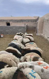 بره سبک و سنگین برای محرم