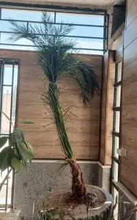 تعدادی گل