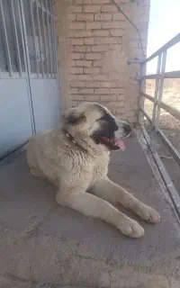 سگ نگهبان