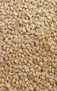 گندم گونی شده