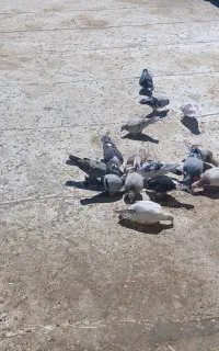 کفتریا کبوتر