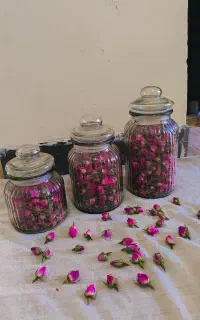 غنچه گل محمدی طراوت و عطر بی نظیر
